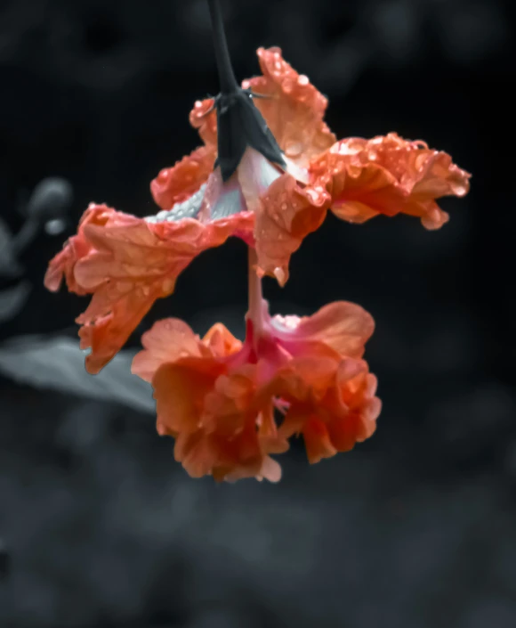 orange and red flowers with water droplets on them