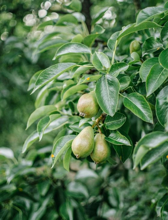 green fruit on a tree and leaves