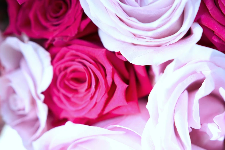 a bouquet of roses that have pink and white petals