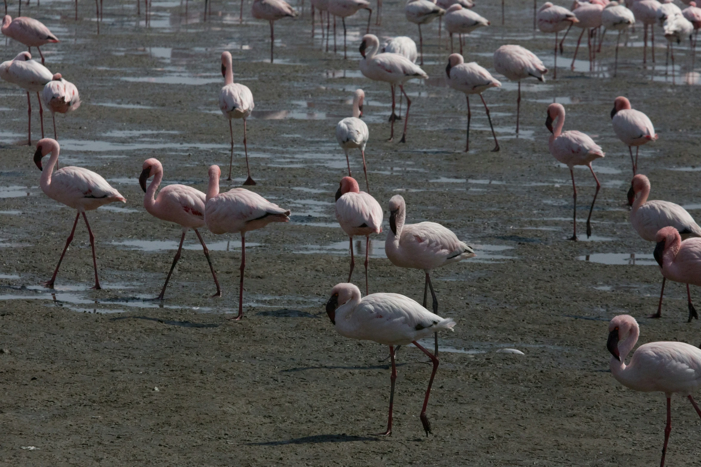 a flock of flamingos wading along a flooded area