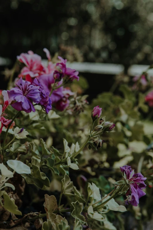 a very close up view of purple flowers