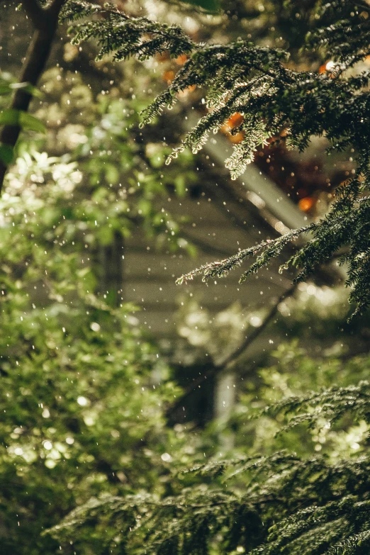 the blurry image shows lush green trees