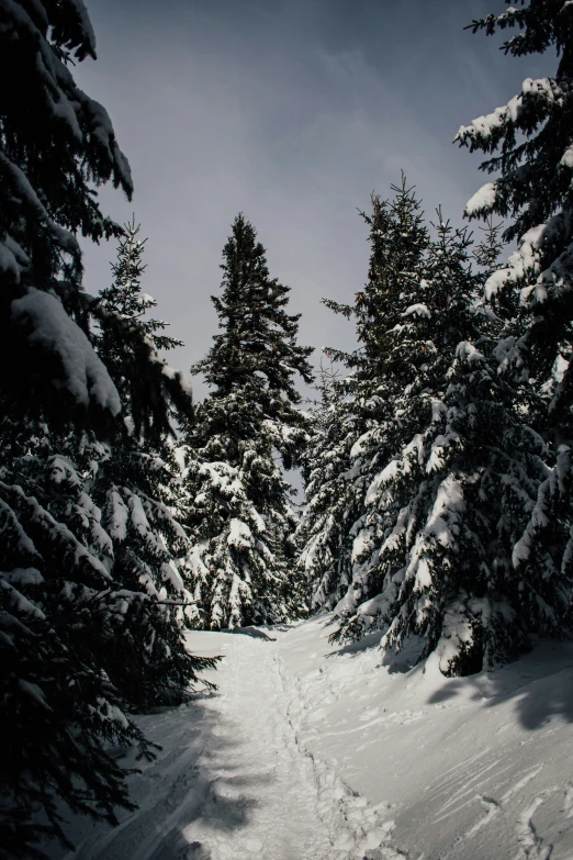 the snow covered trees are near the trail