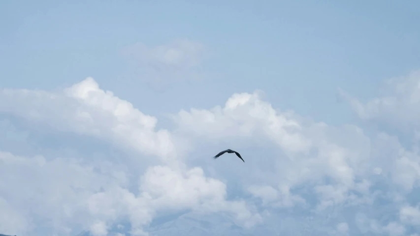 a bird is flying on a background of the sky