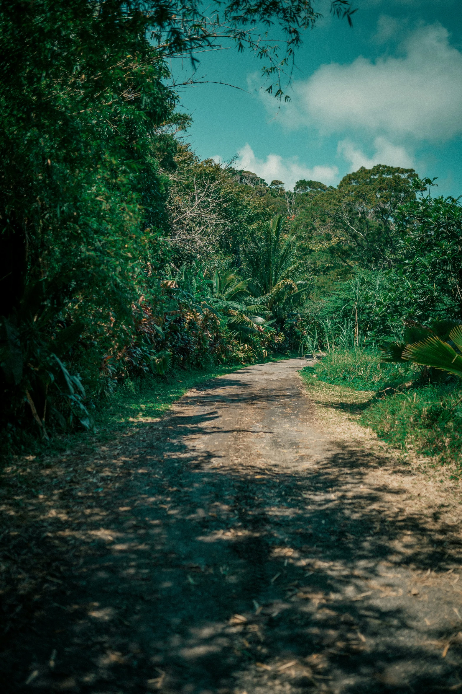 a view of a dirt road with lots of trees