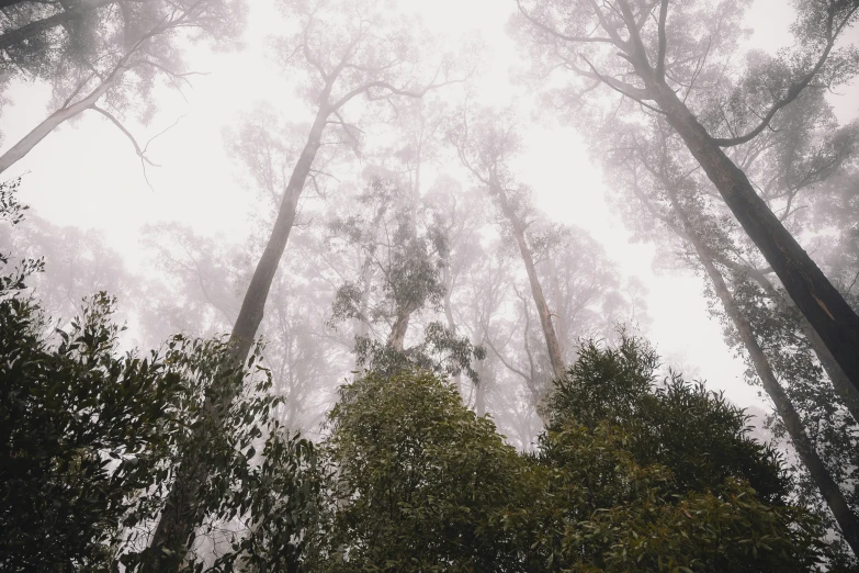 view up in the tall trees with lots of mist