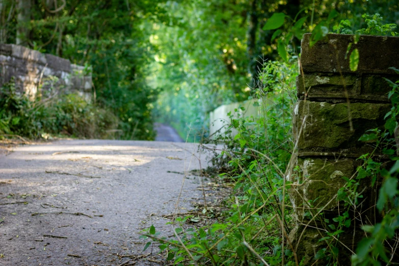 a road that has some overgrown green vegetation on both sides