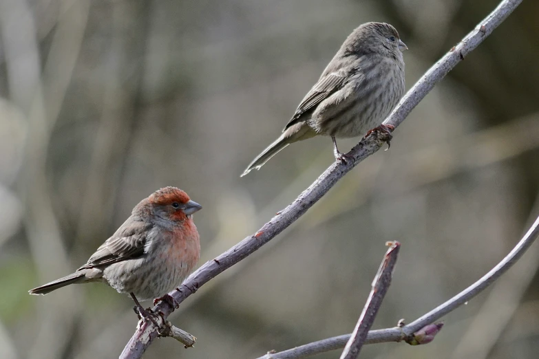 two birds are sitting on a nch with leaves