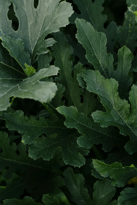 close up po of green leafy plants with some tiny water droplets