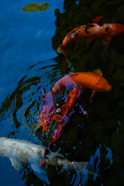 some colorful fish are swimming in a pond