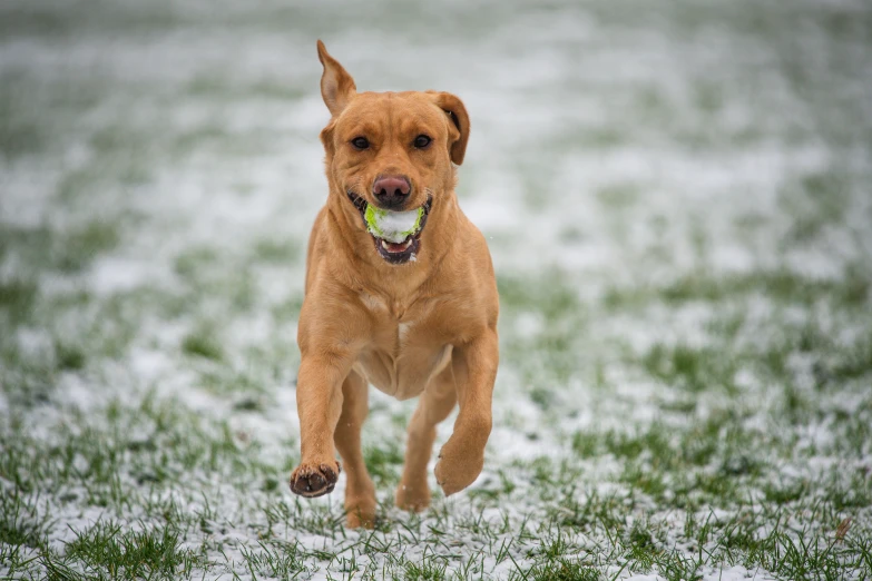a dog running with a ball in his mouth