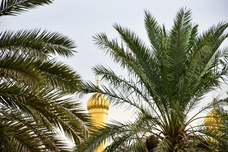 palm trees near the yellow towers of a mosque