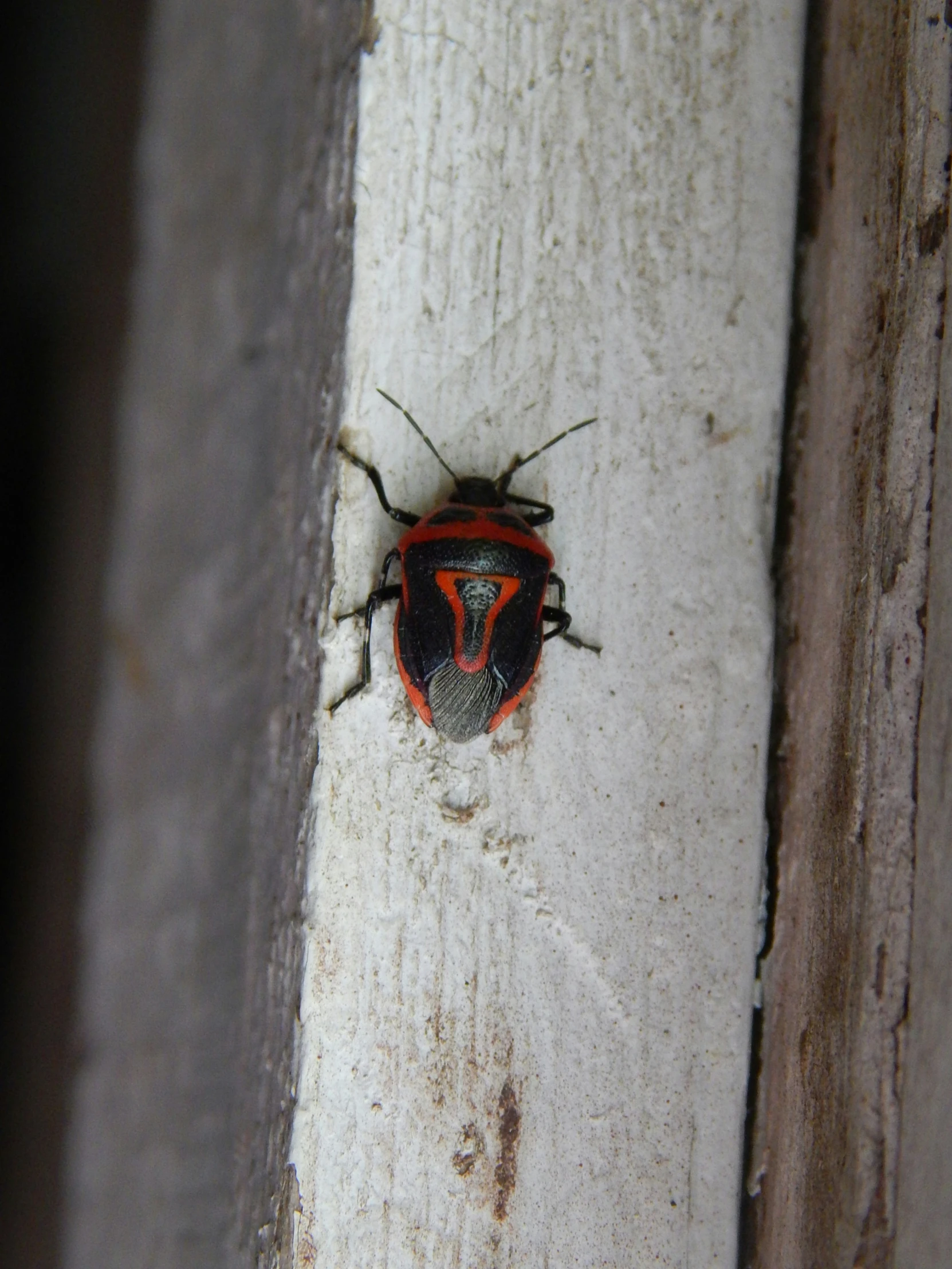 the insect is sitting on the wooden surface