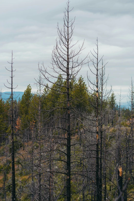 the top of a forest shows the pine trees without leaves