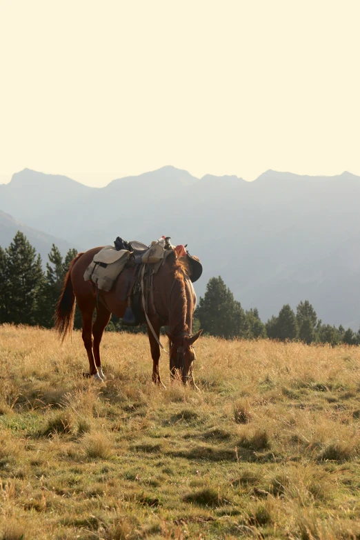 a horse wearing a saddle while walking through a field