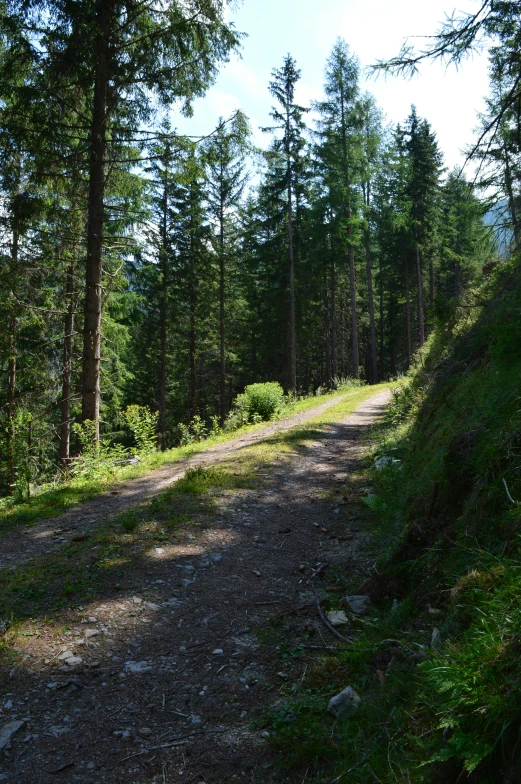 there is a trail in the middle of the forest