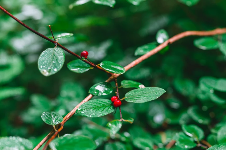 two berries are on a small nch in the rain