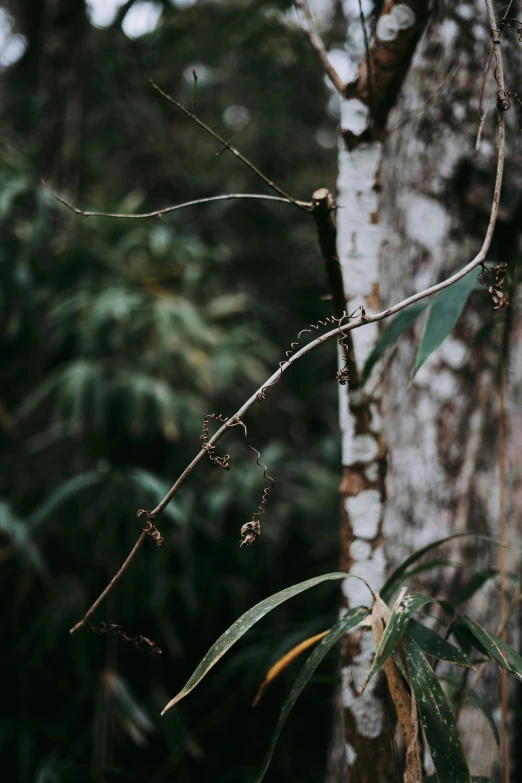 a bird that is perched on a nch of a tree