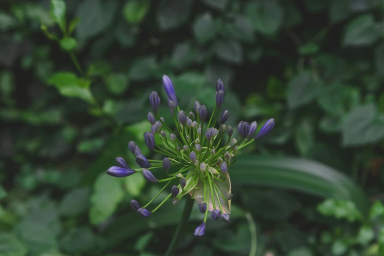 a purple flower with two buds grows through the leaves of the plant