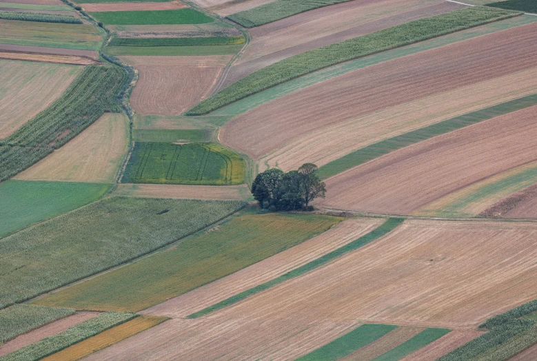 a very pretty green tree surrounded by lots of trees