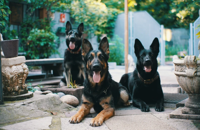 a group of three black and brown dogs sitting next to each other