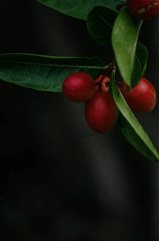 two red berries are growing on a green stem