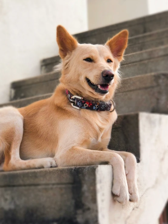 a close - up of a dog sitting on some steps