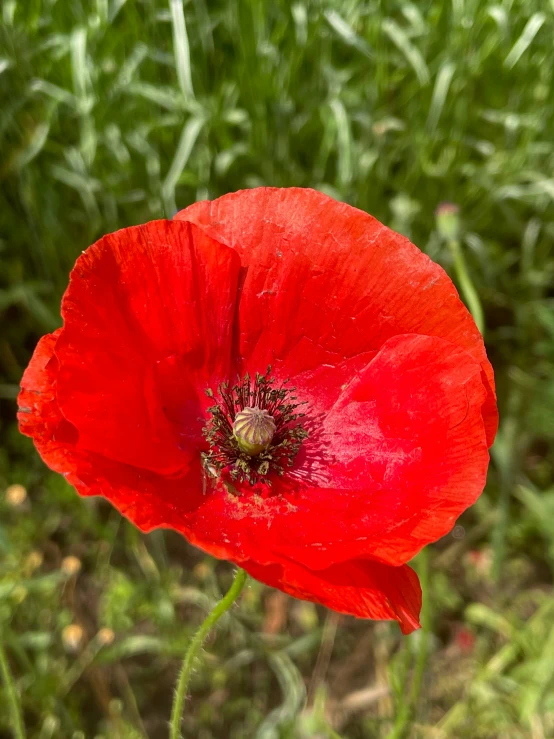 a red poppy flower blooming in a grassy area