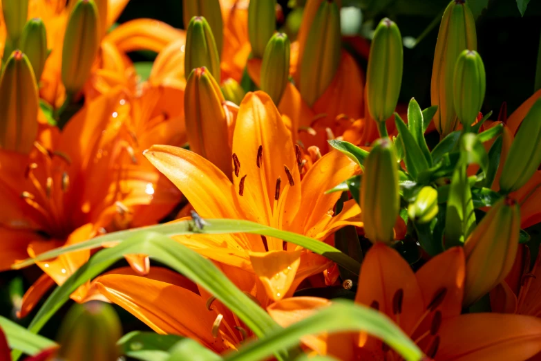 an arrangement of orange flowers in a garden