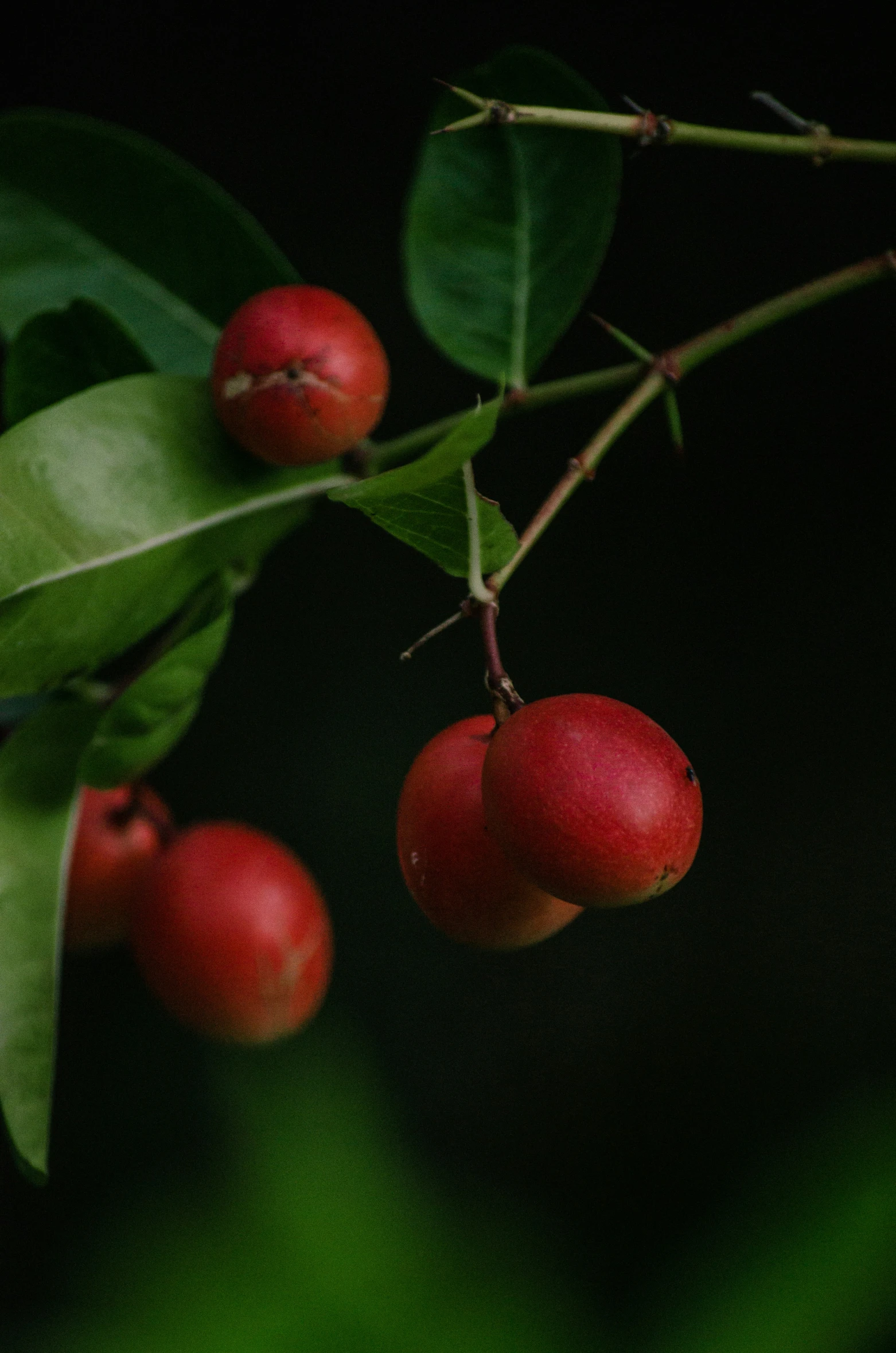 a bunch of fruit hanging from the tree