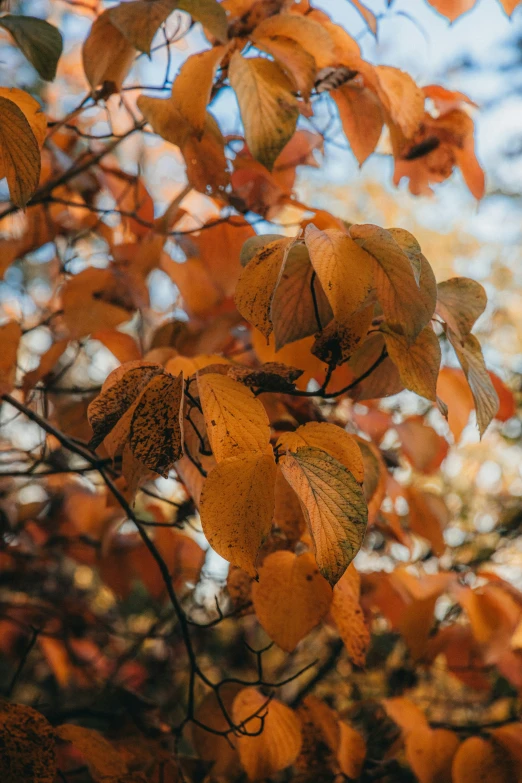 the leaves of the tree are in fall