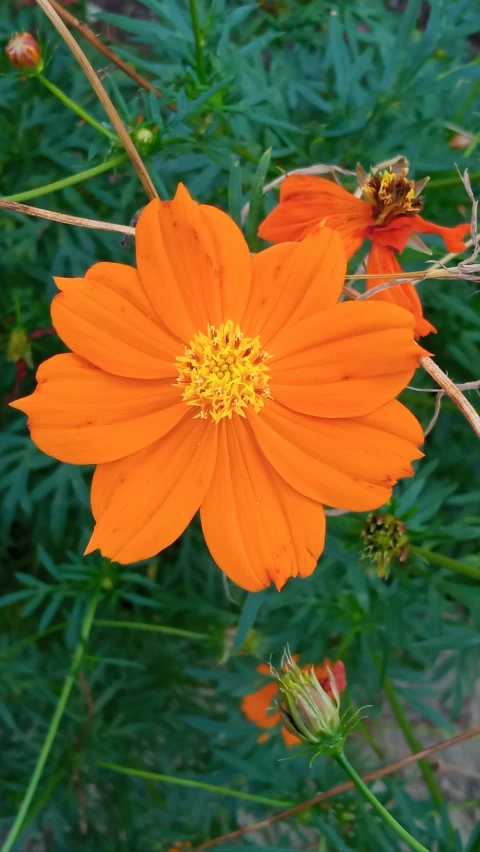 a yellow flower in a green field