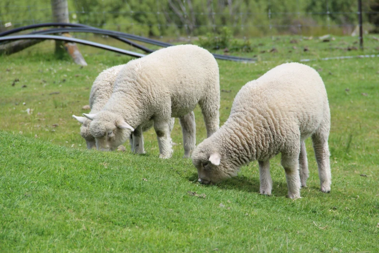 two lambs eating grass in an enclosure