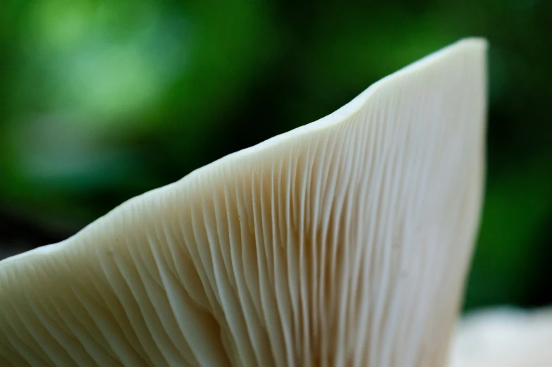 the tip of an interesting mushroom is seen
