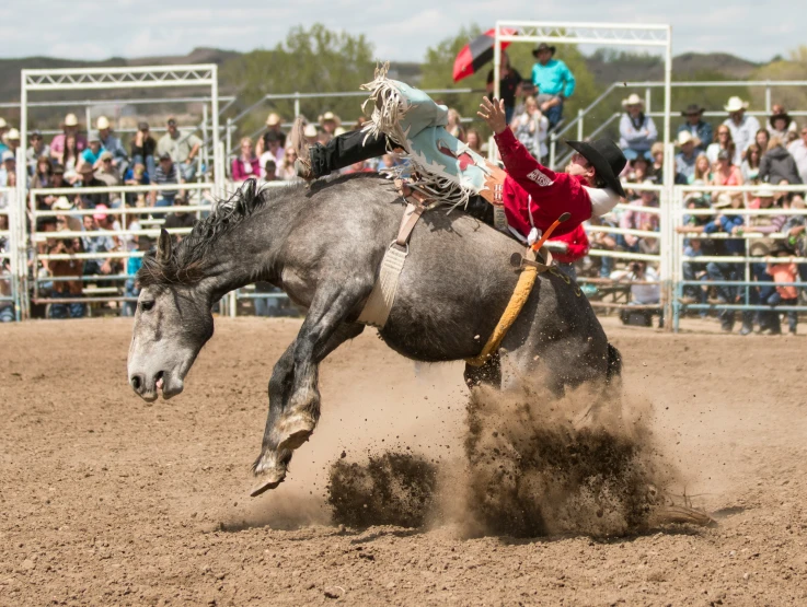 a cowboy falls off his horse during a rodeo