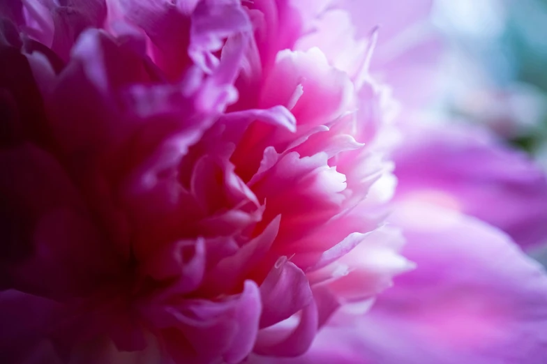 a close up s of a beautiful pink flower