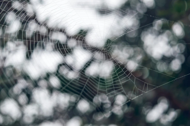 the webs are covered in rain droplets and they appear to be hanging upside down