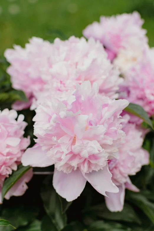 there are some pink flowers blooming outside