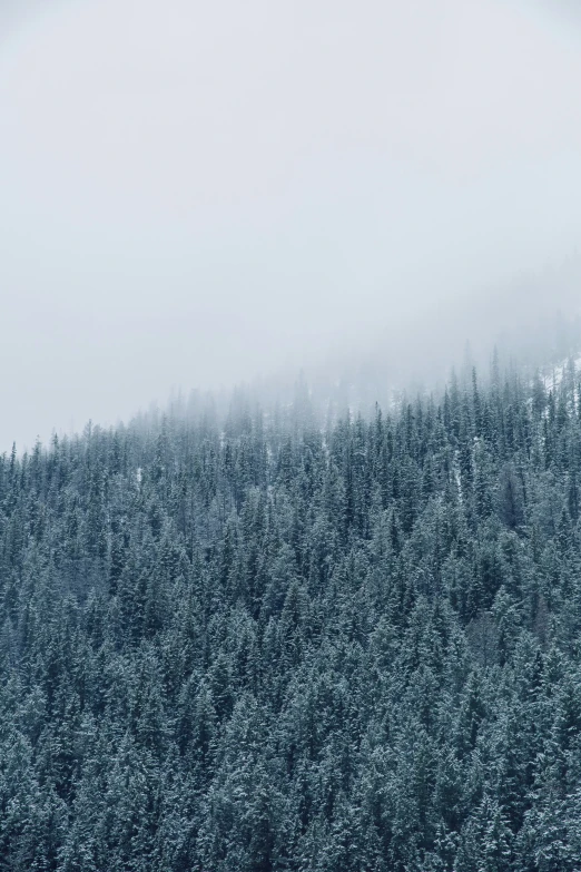 a lone bird is perched on a snowy treeline