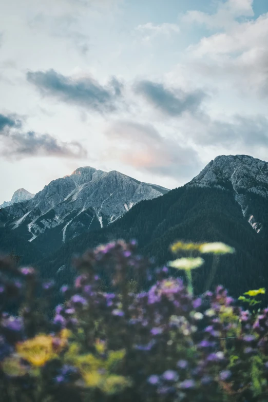 a snowy mountain range with many purple flowers in front