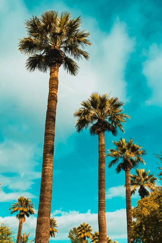 the tops of palm trees against a cloudy blue sky