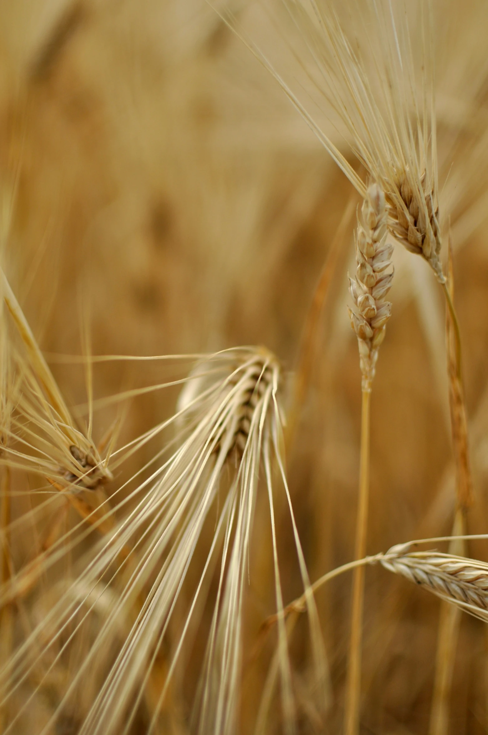 some small, thin wheat ears stand close together