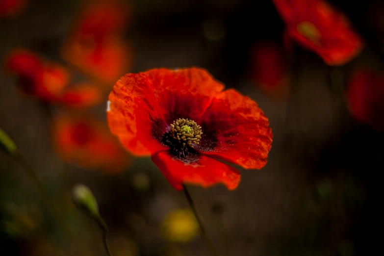 this is a pograph of flowers with red petals