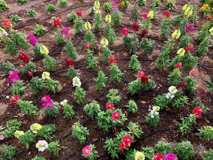 the different colored flowers are in the garden