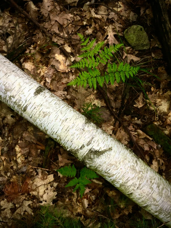 a leaf laying on the ground in front of a tree trunk