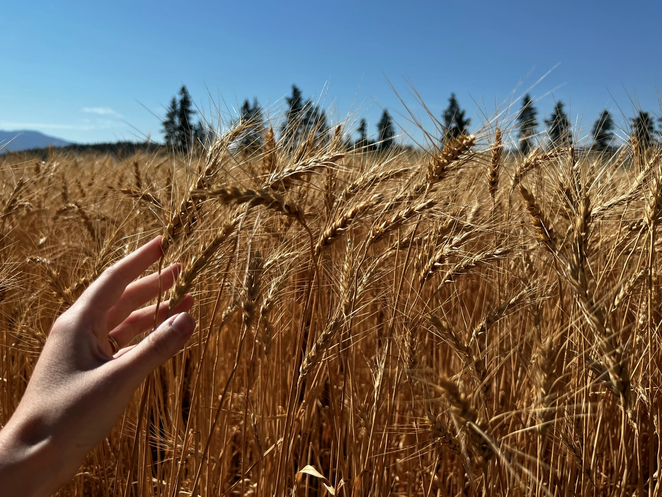 hand in front of crop of wheat in large open field