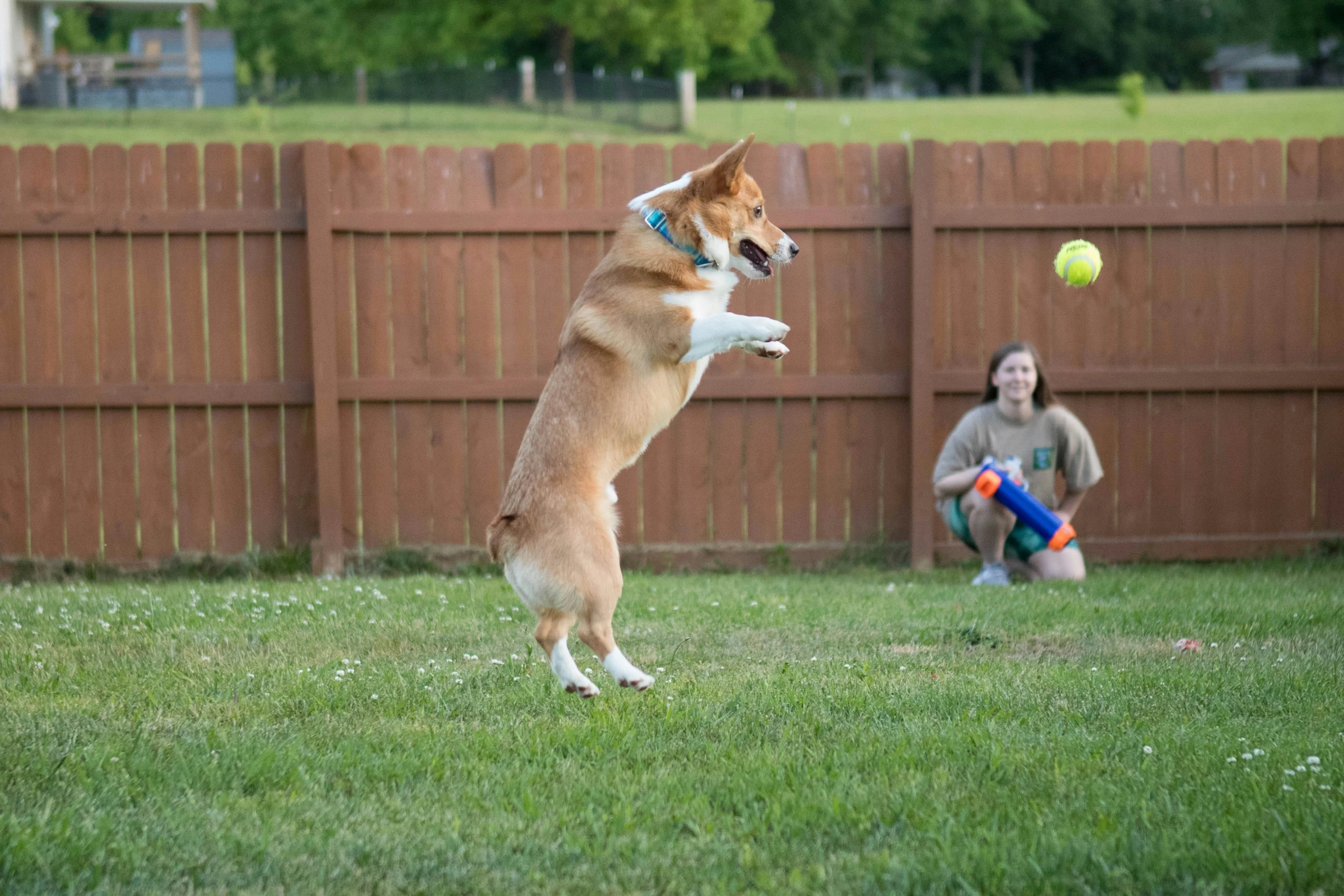 the dog is catching the frisbee outside on the grass