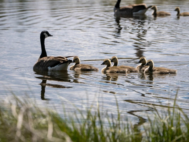 a group of birds floating on top of a lake