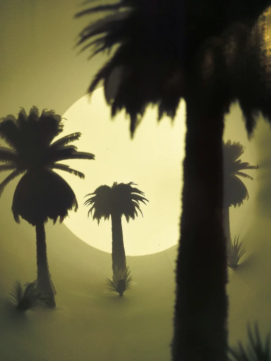 the sun shining through the palm trees in a misty haze