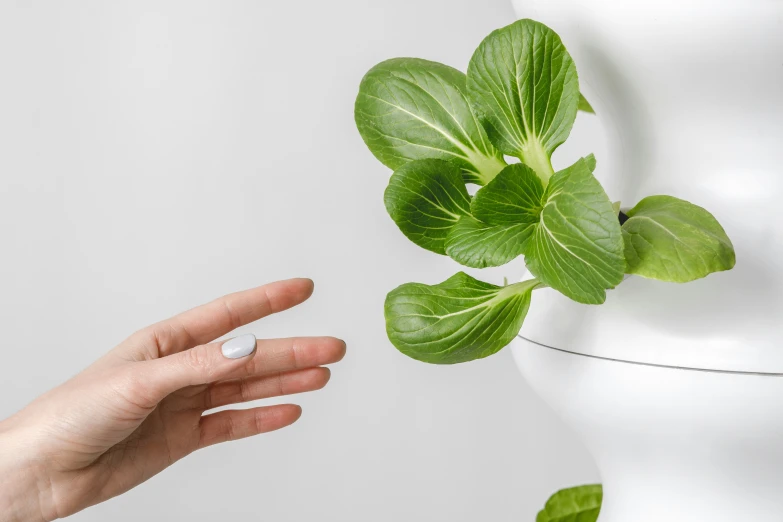 a person holding their hand out toward a plant